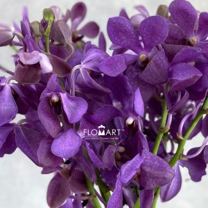 Mokara Nora Blue