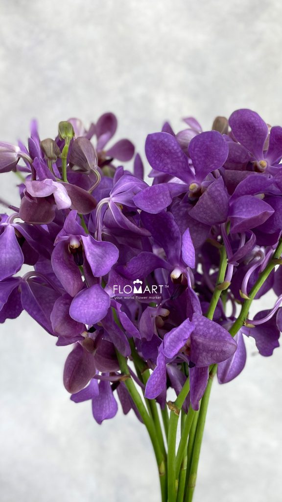 Mokara Nora Blue