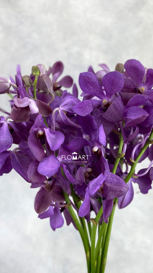Mokara Nora Blue