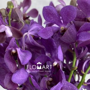 Mokara Nora Blue - Image 2