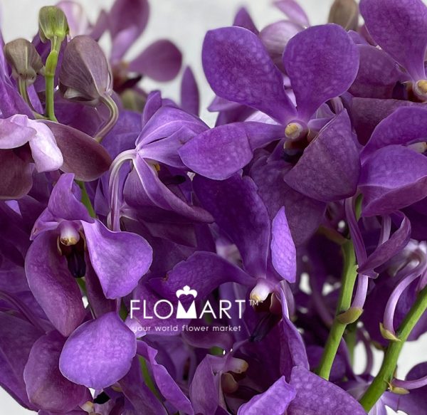 Mokara Nora Blue