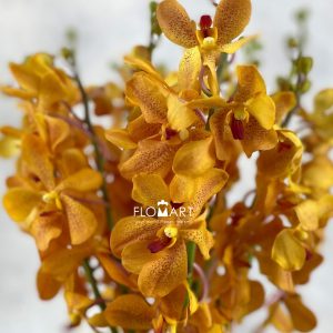 Mokara Orange Spot