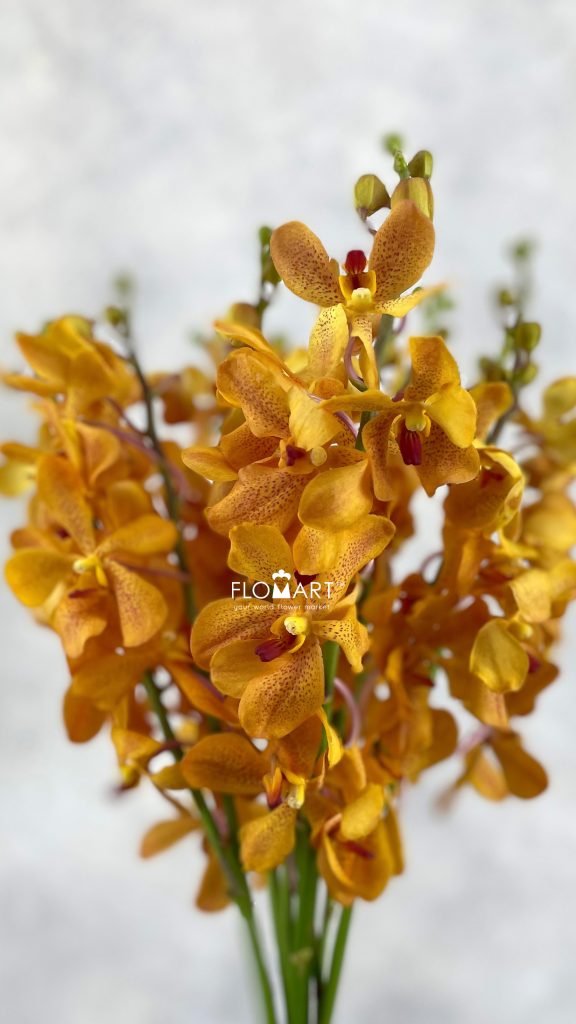 Mokara Orange Spot