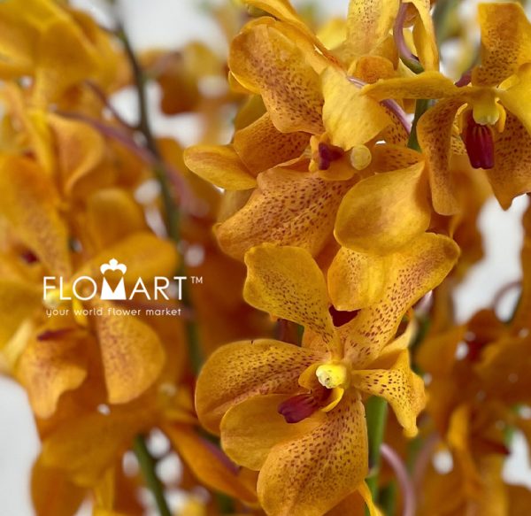 Mokara Orange Spot