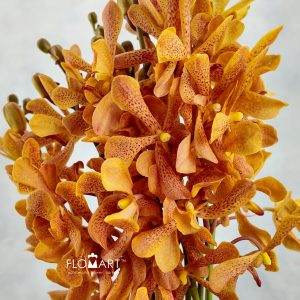 Mokara Tammy Orange