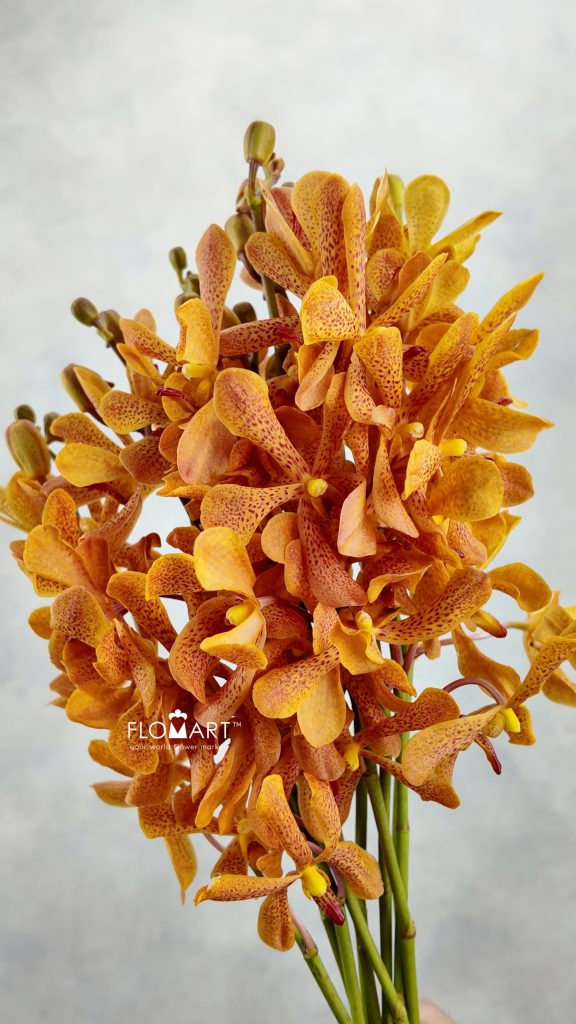 Mokara Tammy Orange