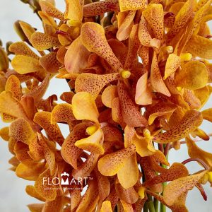 Mokara Tammy Orange - Image 2