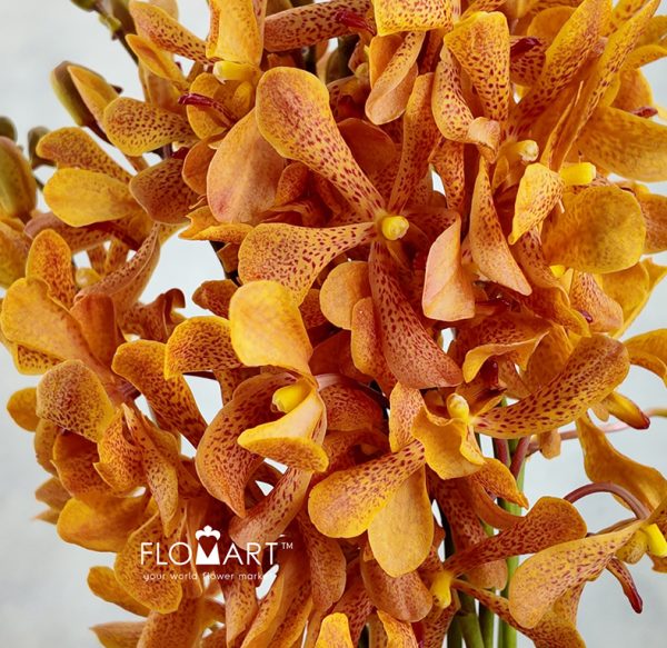 Mokara Tammy Orange