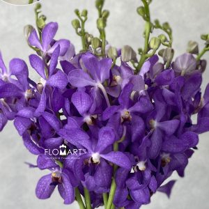 Mokara Violet