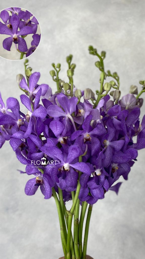 Mokara Violet