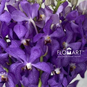 Mokara Violet - Image 2