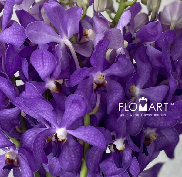 Mokara Violet
