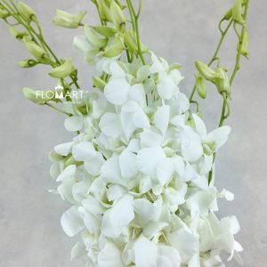 Mokara White Pramote