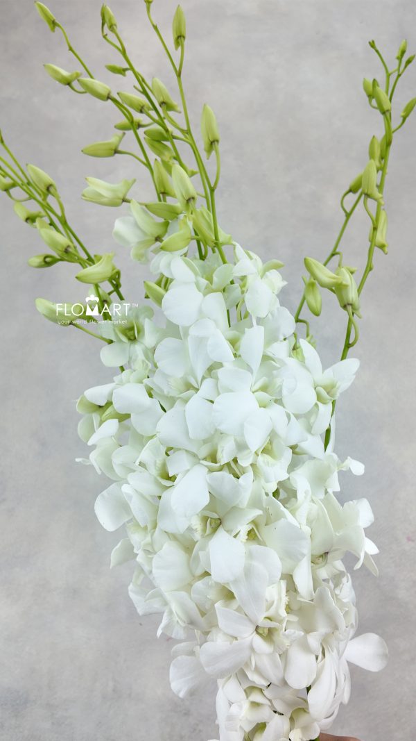 Mokara White Pramote