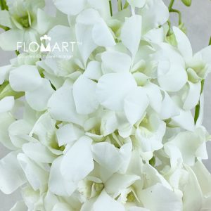 Mokara White Pramote - Image 2