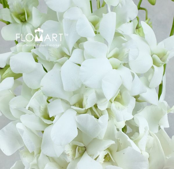 Mokara White Pramote