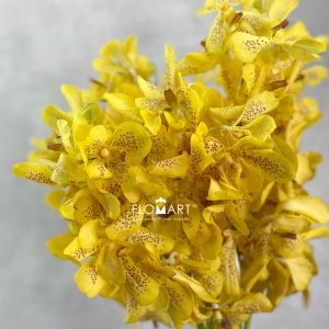 Mokara Yellow Tiger