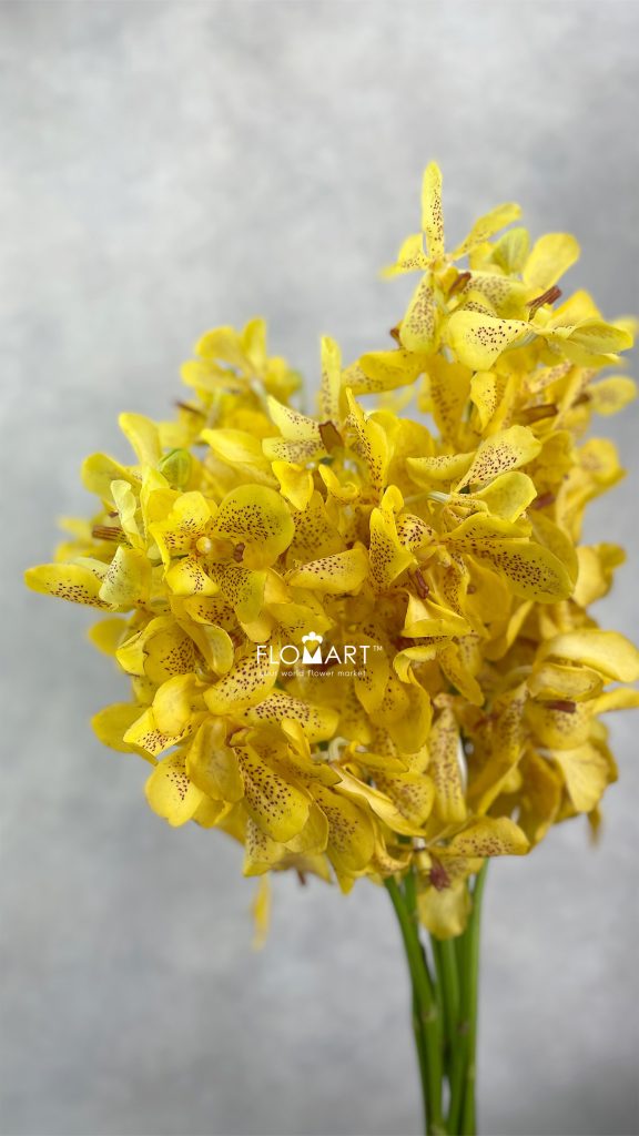 Mokara Yellow Tiger