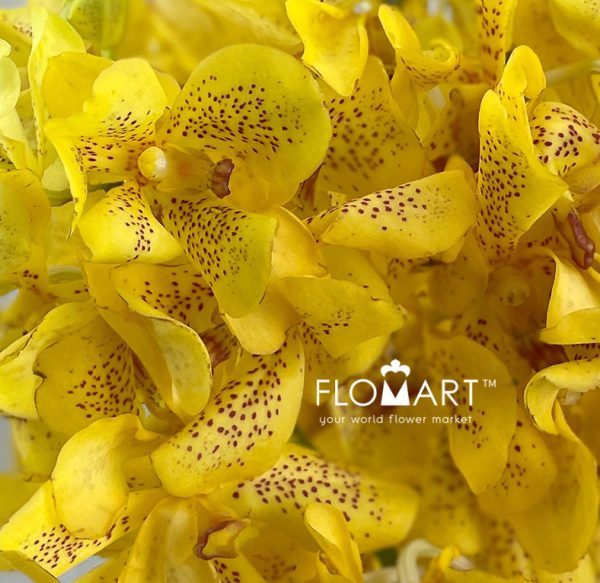 Mokara Yellow Tiger