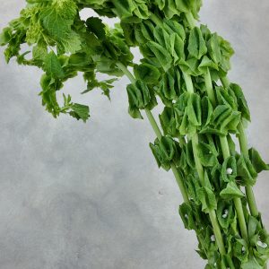 Moluccella Green