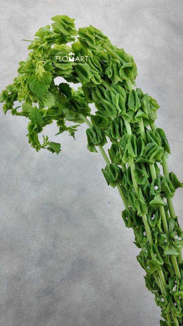 Moluccella Green