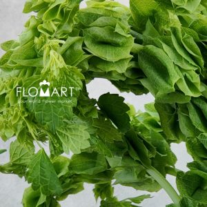 Moluccella Green - Image 2