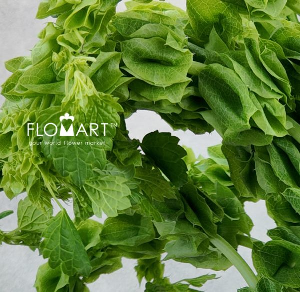 Moluccella Green