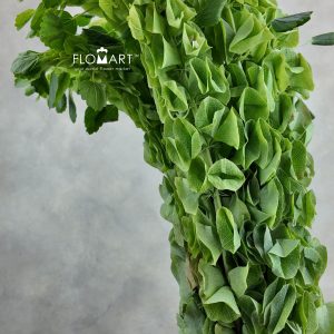 Moluccella Laevis
