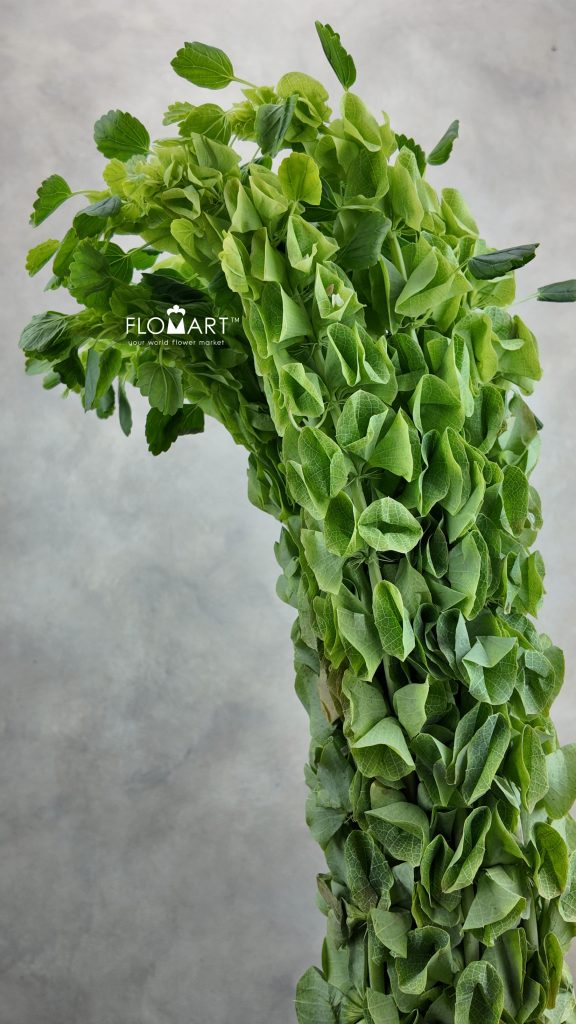 Moluccella Laevis
