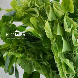 Moluccella Laevis - Image 2