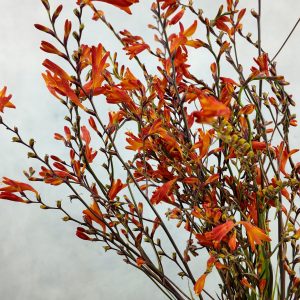 Monthbretia