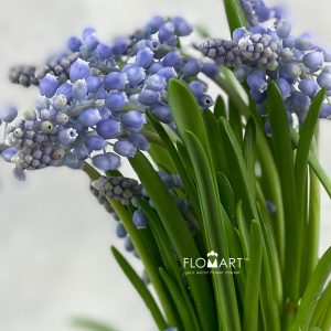 Muscari Armeniacum