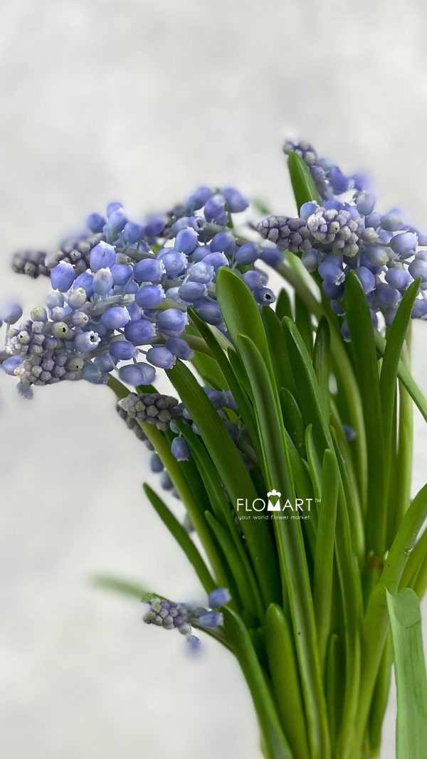 Muscari Armeniacum Muscari Armeniacum