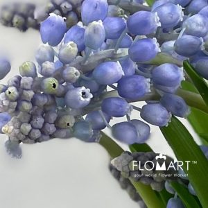 Muscari Armeniacum - Image 2
