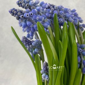 Muscari Blauw