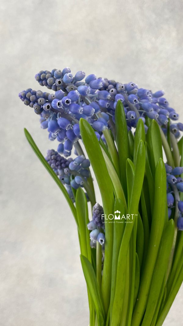 Muscari Blauw
