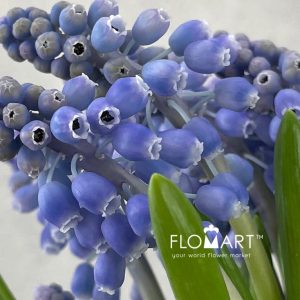 Muscari Blauw - Image 2