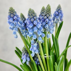 Muscari Blue