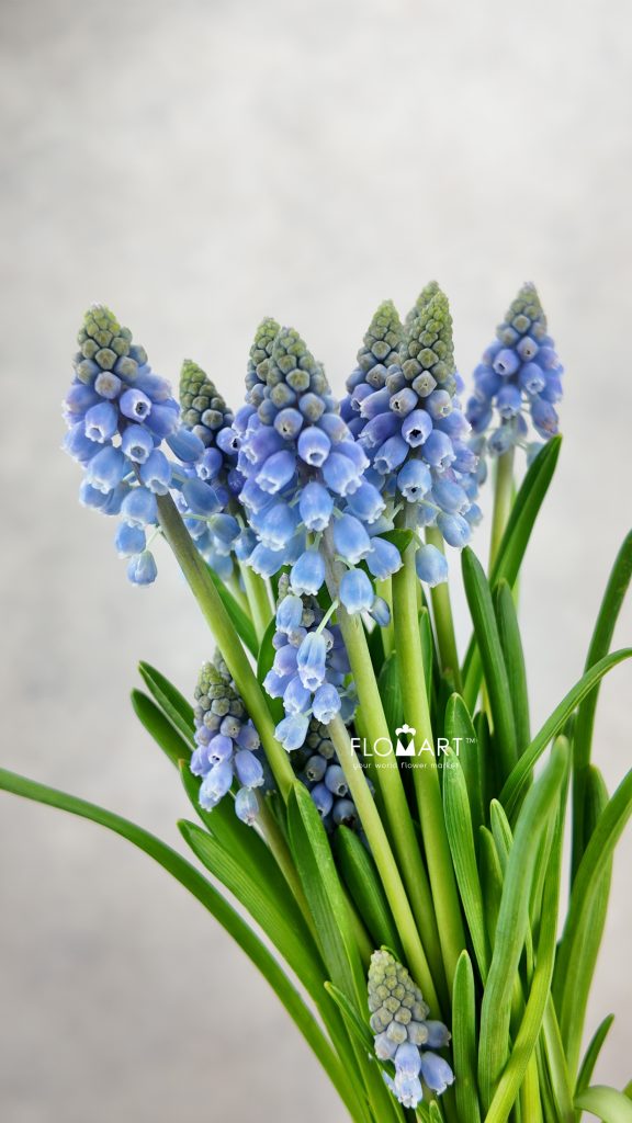 Muscari Blue