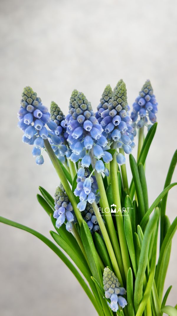 Muscari Blue