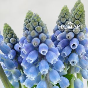 Muscari Blue - Image 2