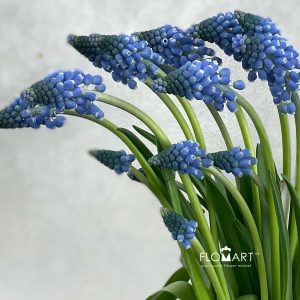 Muscari Carola