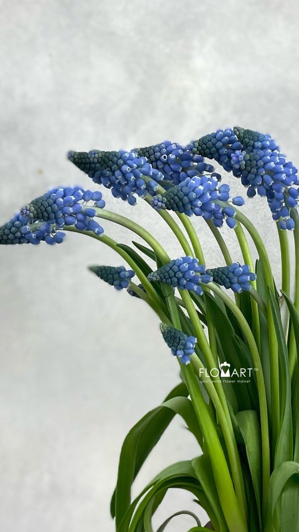 Muscari Carola