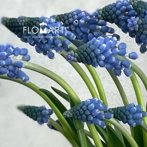 Muscari Carola - Image 2