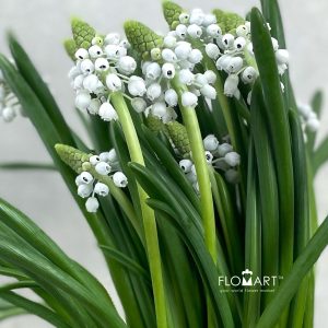 Muscari Manon