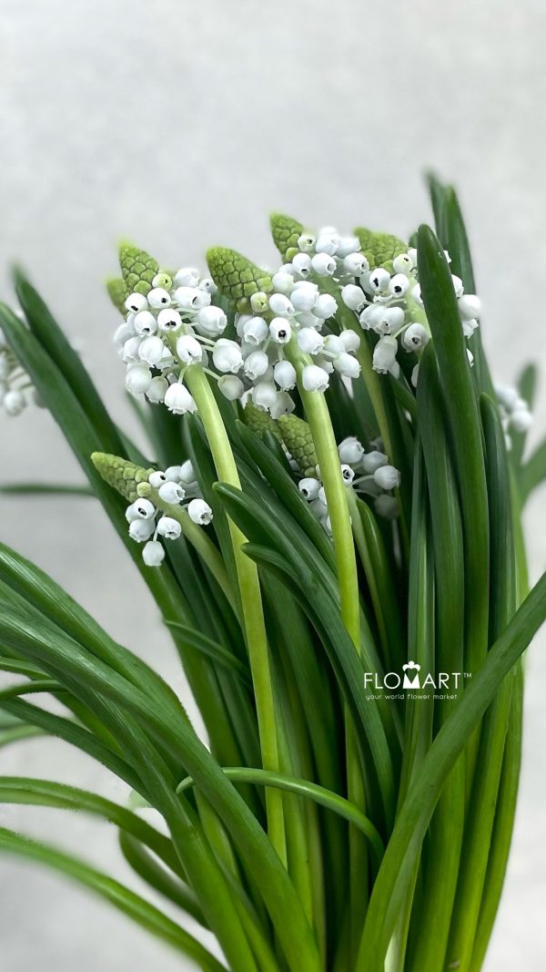 Muscari Manon