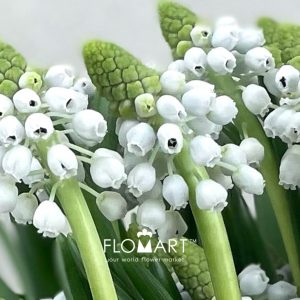 Muscari Manon - Image 2