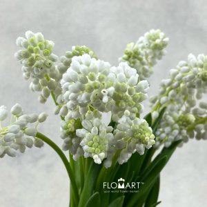 Muscari White Pearl