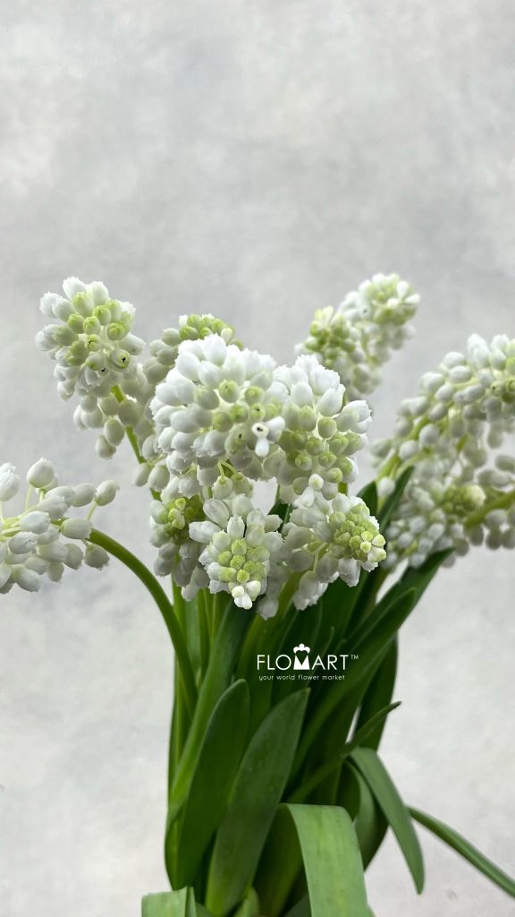 Muscari White Pearl