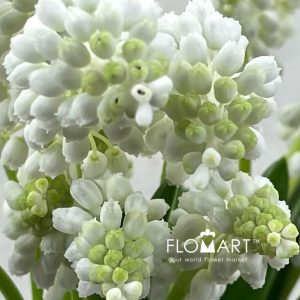 Muscari White Pearl - Image 2